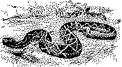 rattlesnake.gif (2922 bytes)